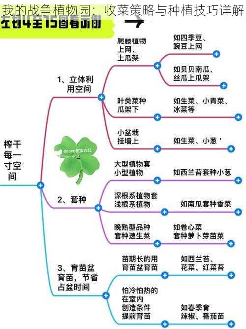 我的战争植物园：收菜策略与种植技巧详解