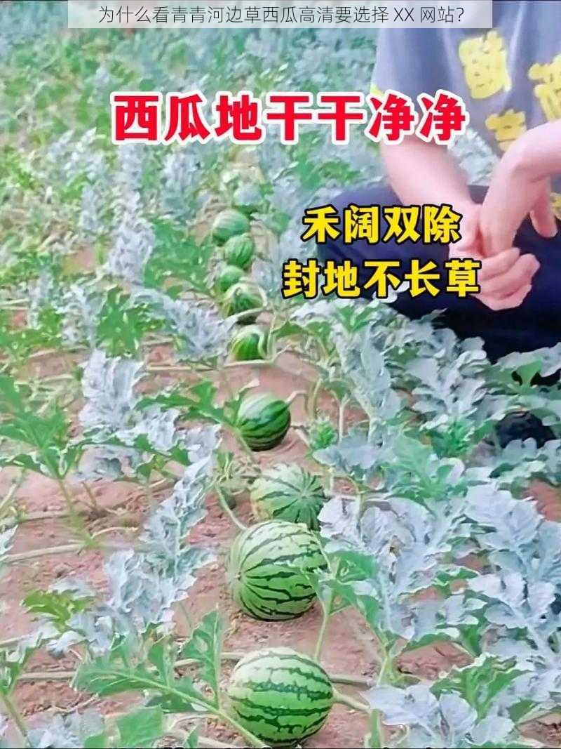 为什么看青青河边草西瓜高清要选择 XX 网站？