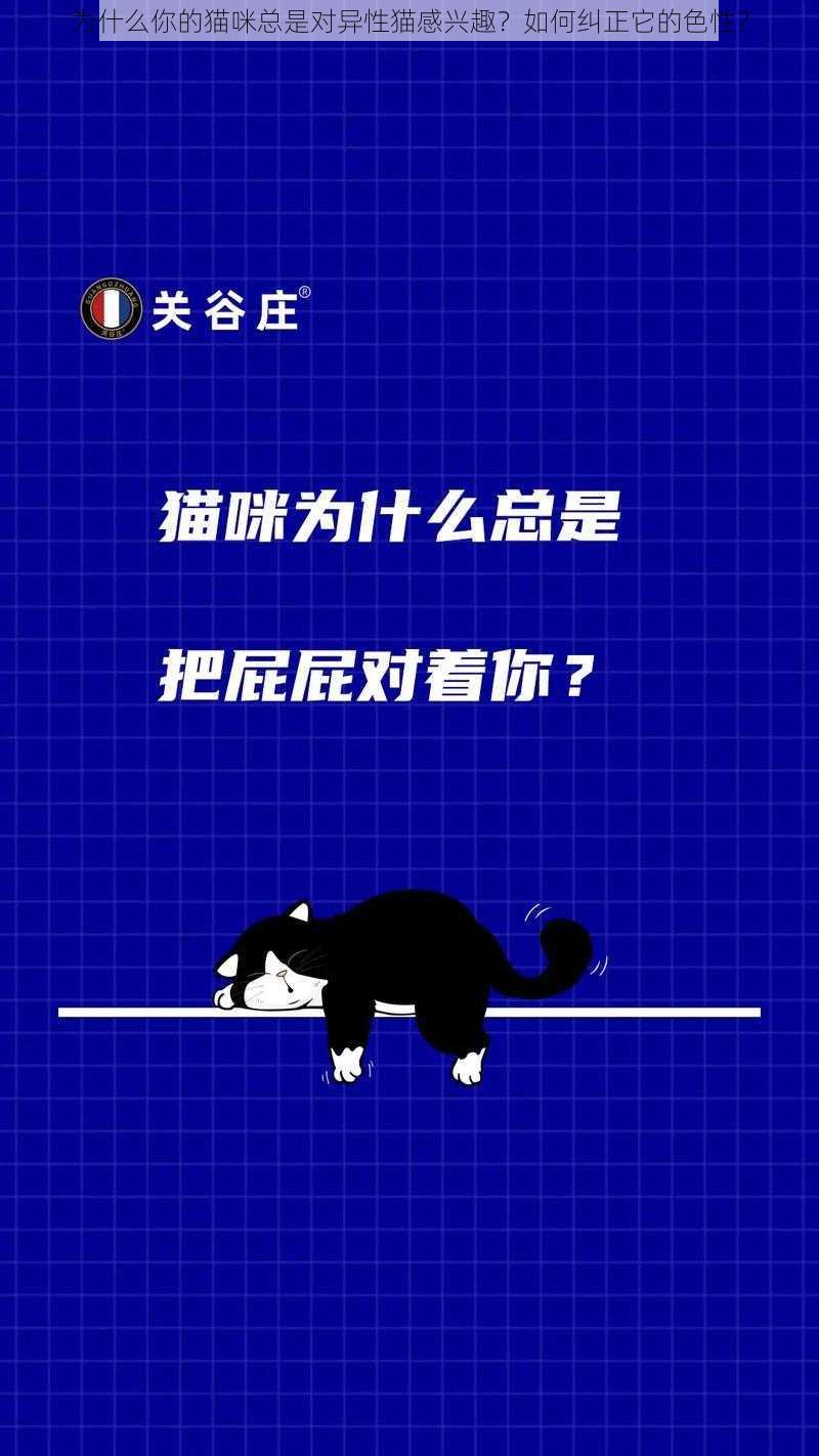 为什么你的猫咪总是对异性猫感兴趣？如何纠正它的色性？