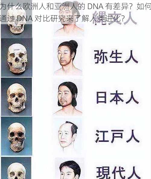 为什么欧洲人和亚洲人的 DNA 有差异？如何通过 DNA 对比研究来了解人类进化？