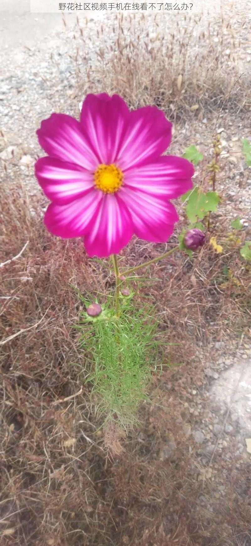 野花社区视频手机在线看不了怎么办？