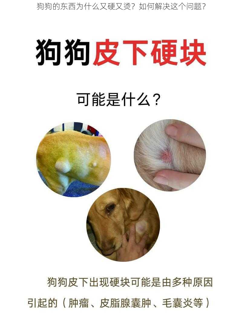 狗狗的东西为什么又硬又烫？如何解决这个问题？