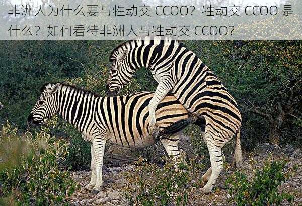 非洲人为什么要与牲动交 CCOO？牲动交 CCOO 是什么？如何看待非洲人与牲动交 CCOO？