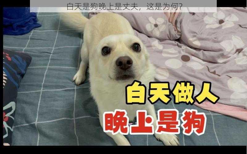 白天是狗晚上是丈夫，这是为何？