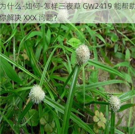 为什么-如何-怎样三夜草 GW2419 能帮助你解决 XXX 问题？