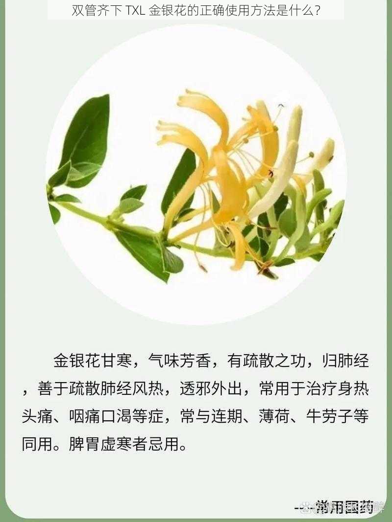 双管齐下 TXL 金银花的正确使用方法是什么？