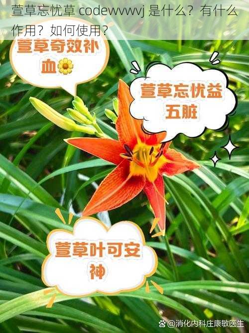 萱草忘忧草 codewvwvj 是什么？有什么作用？如何使用？