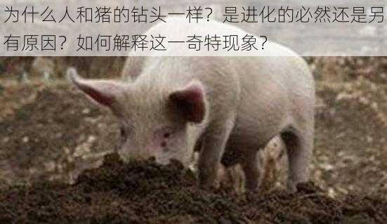 为什么人和猪的钻头一样？是进化的必然还是另有原因？如何解释这一奇特现象？