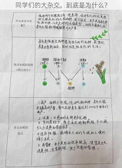 同学们的大杂交，到底是为什么？