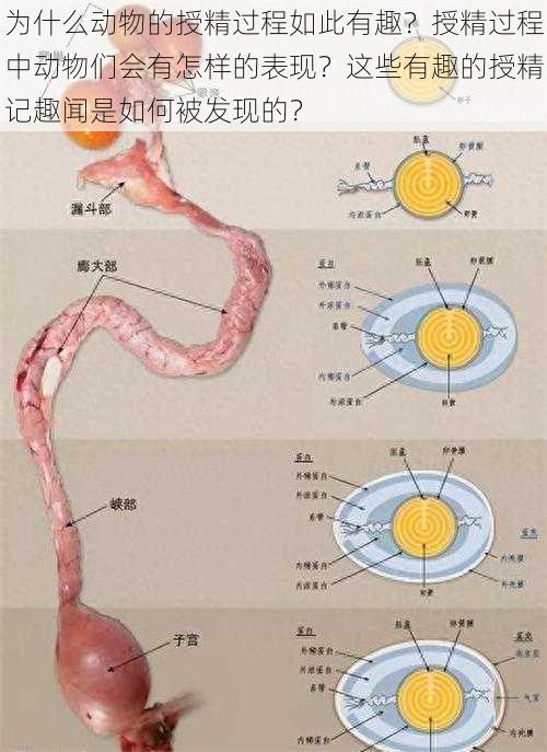 为什么动物的授精过程如此有趣？授精过程中动物们会有怎样的表现？这些有趣的授精记趣闻是如何被发现的？